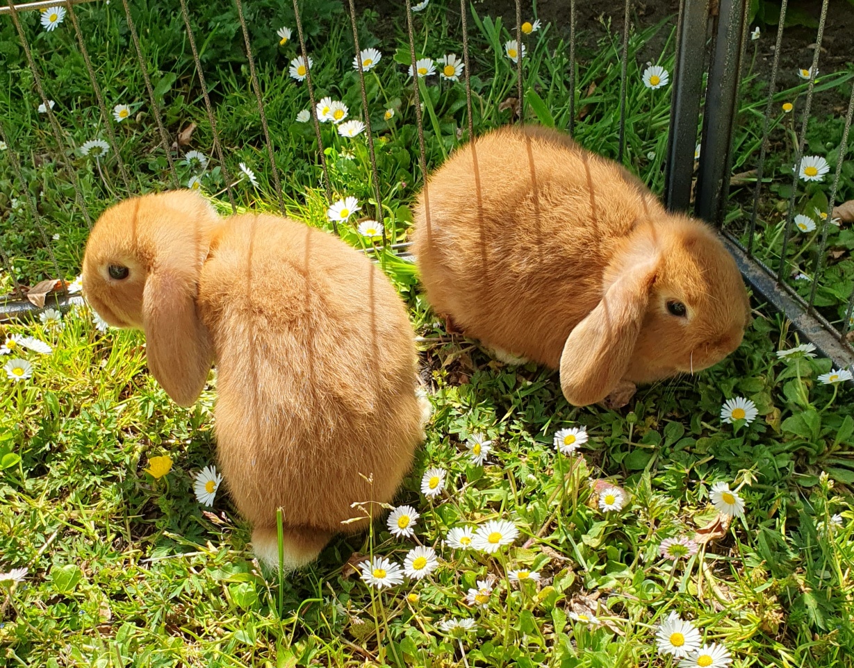 Jonge oranje NHD konijntjes