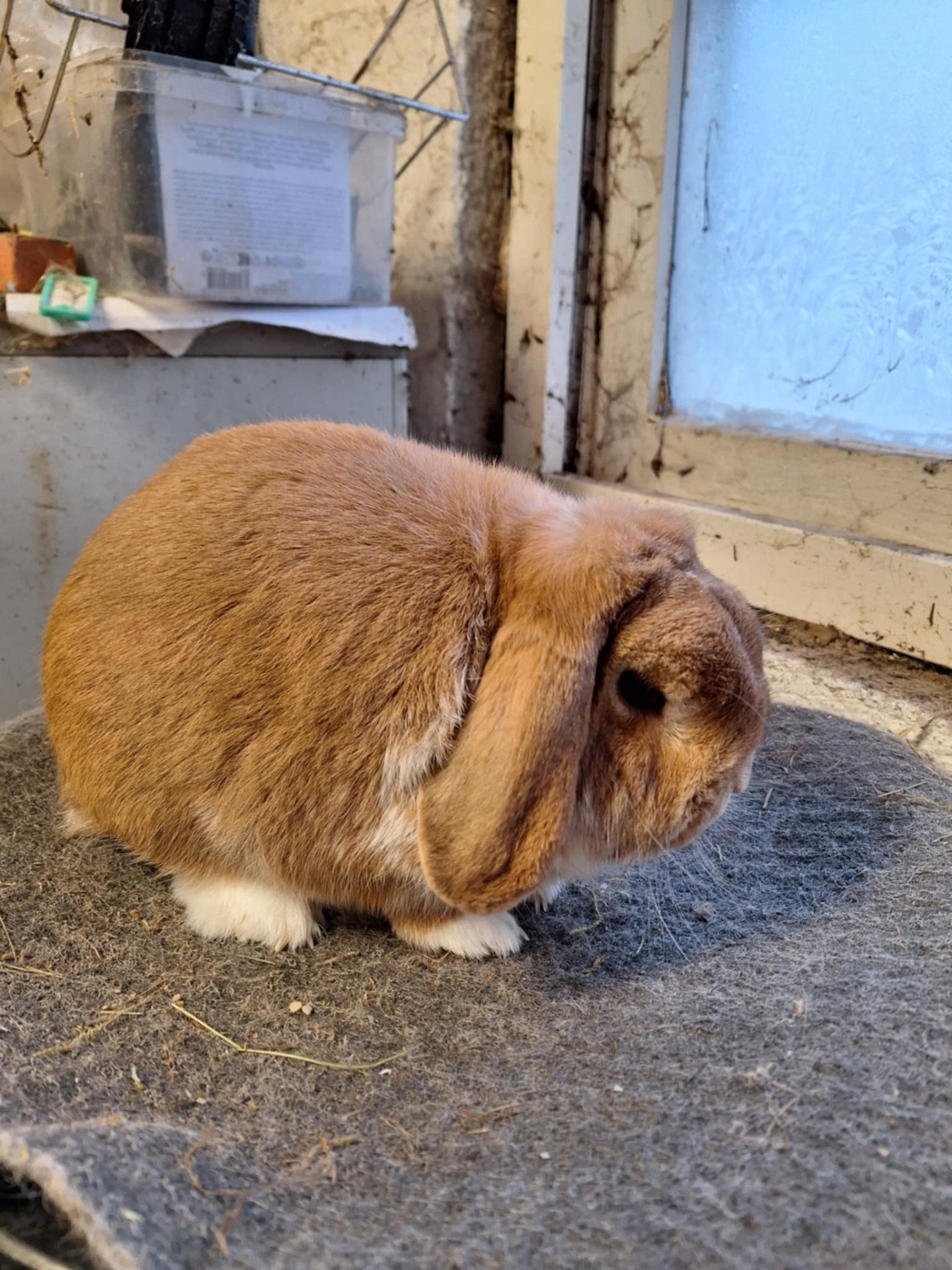 Zweedse bonte ram, vader